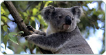 Koalas oder auch Knguruhs haben keine Scheu vor Ihnen, wenn Sie mit dem Camper auftauchen.